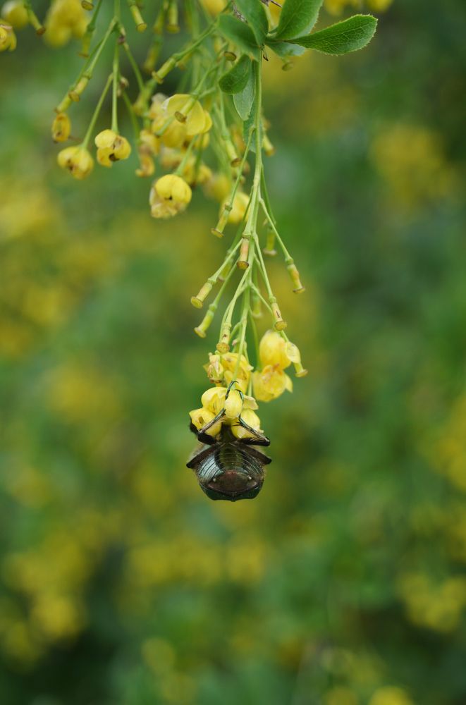 держи меня соломинка, держи