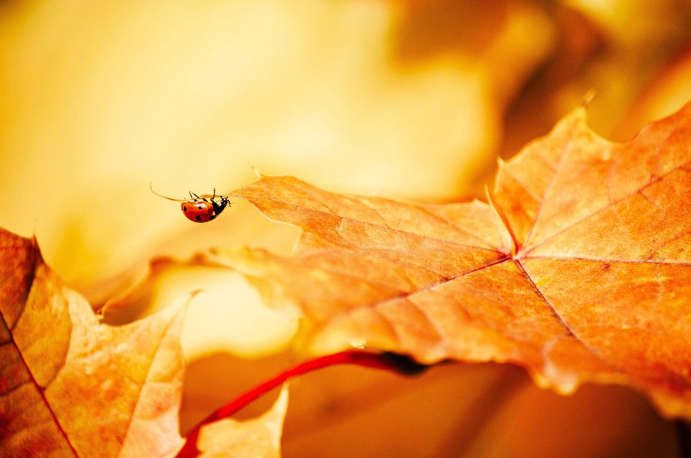 Осенняя коровка