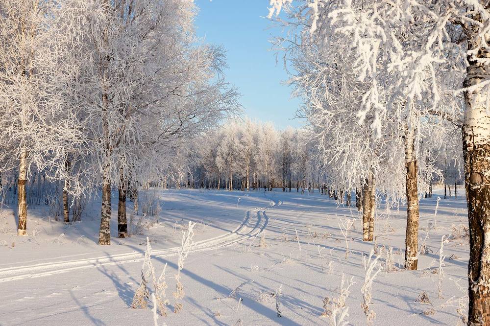 Белые березы,снегом припорошены