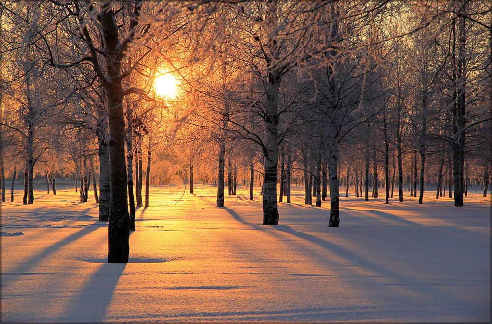 Рыжее солнце между берез