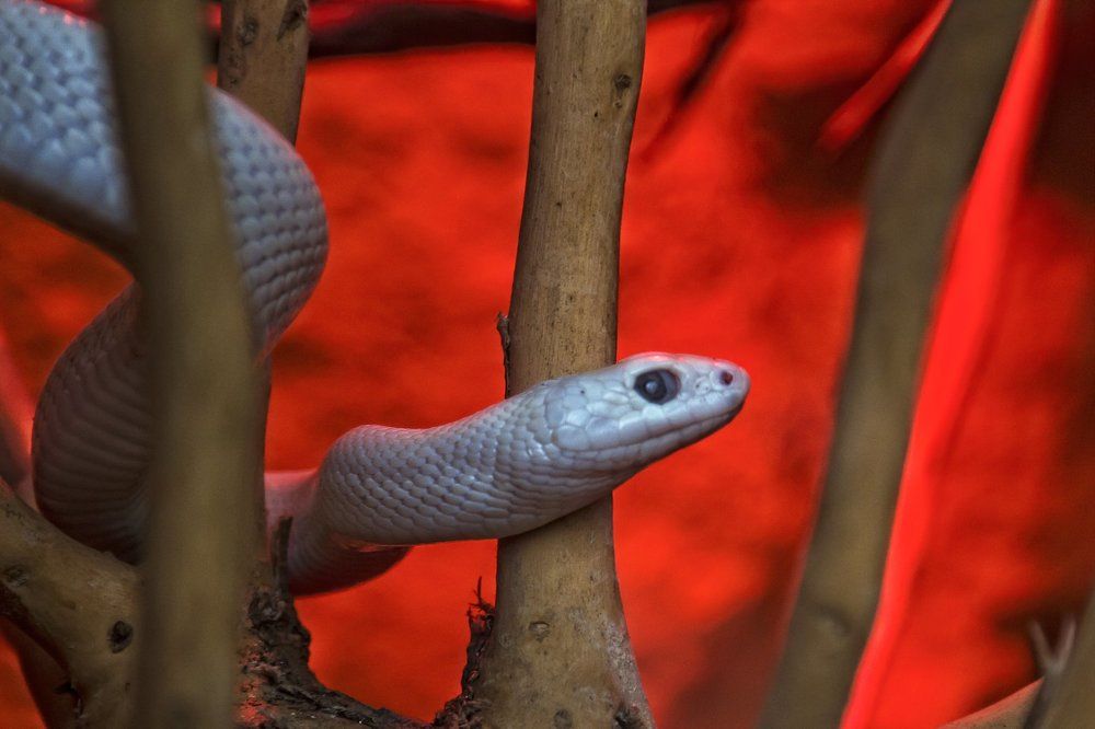 Prisoned wild animals