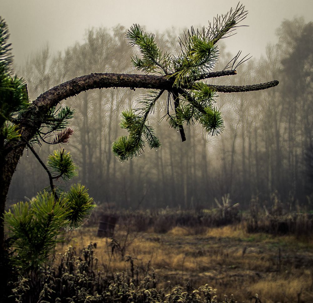 Photograph by Алексей Козлов