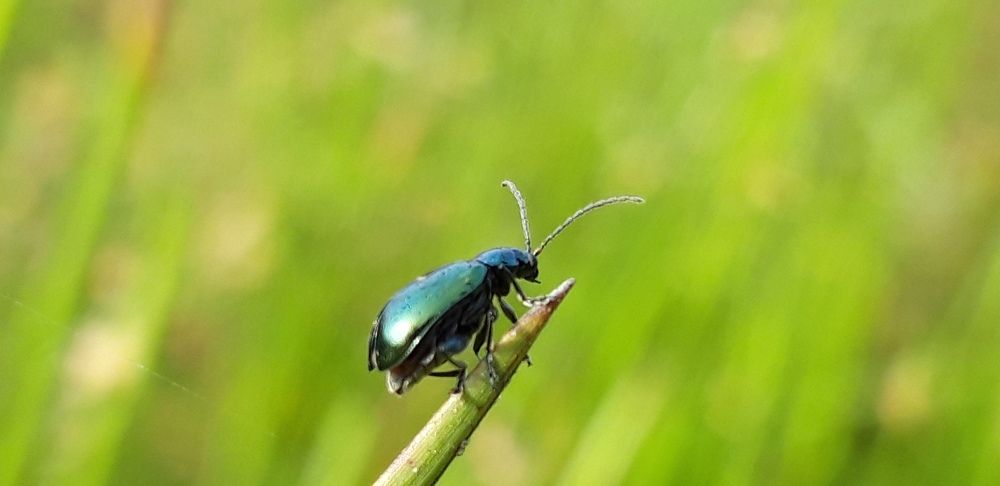 Beetle photography