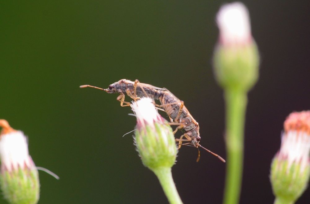 Mating of little bugs