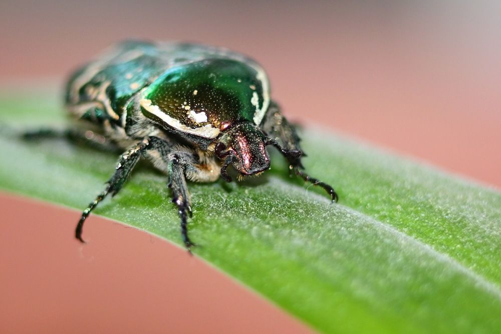 Chafer