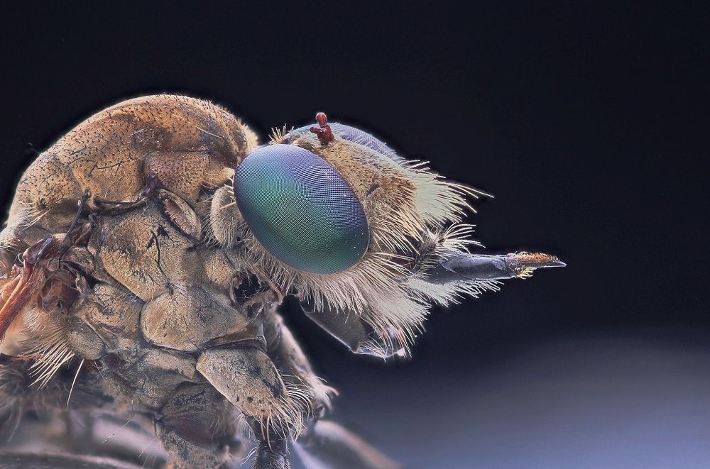 Assilydae/Robberfly
