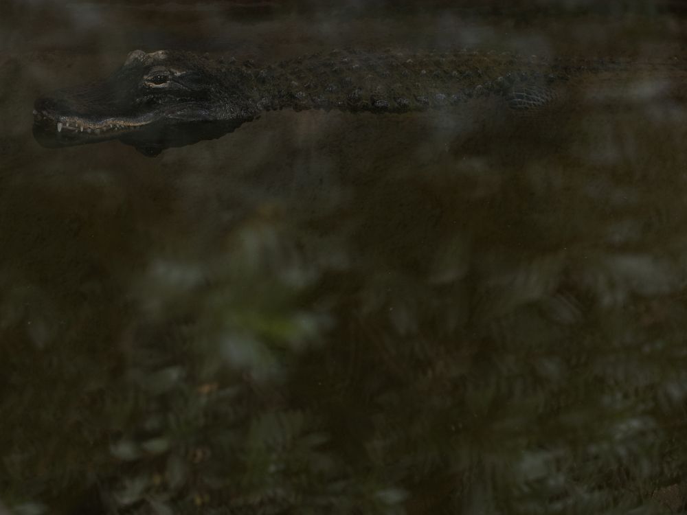 Prisoned wild animals