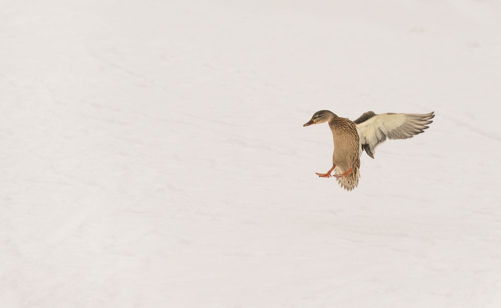 Мягкая посадка