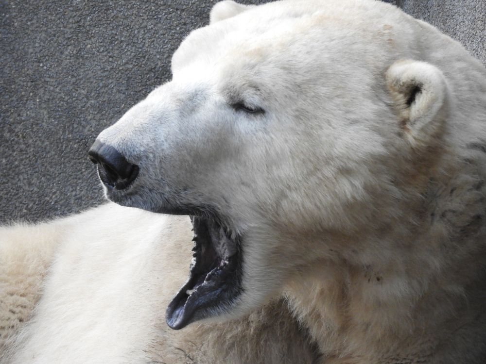 Фотография автора Vitalii Neborak