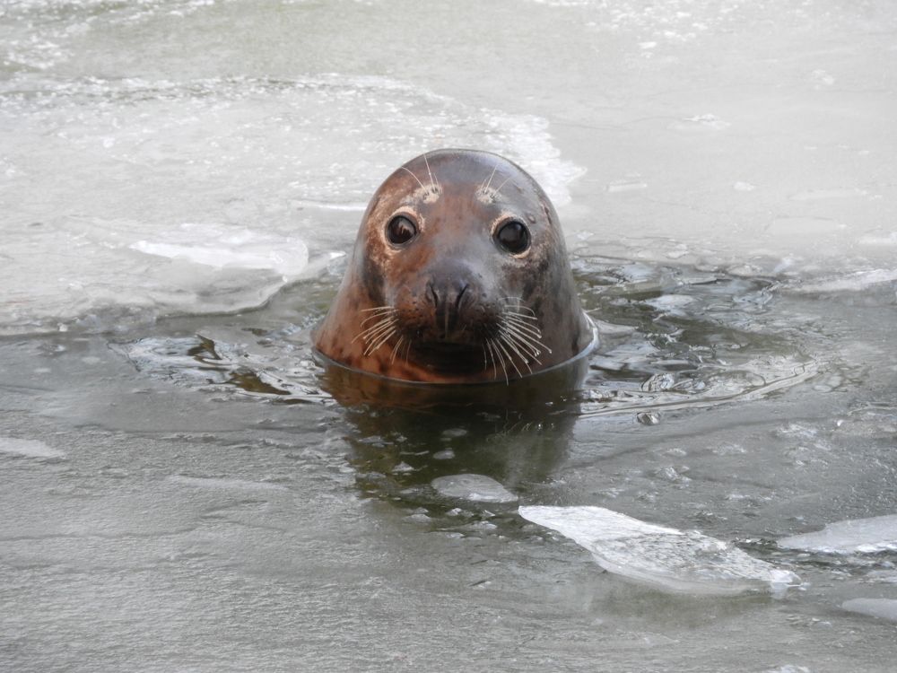 Фотография автора Vitalii Neborak