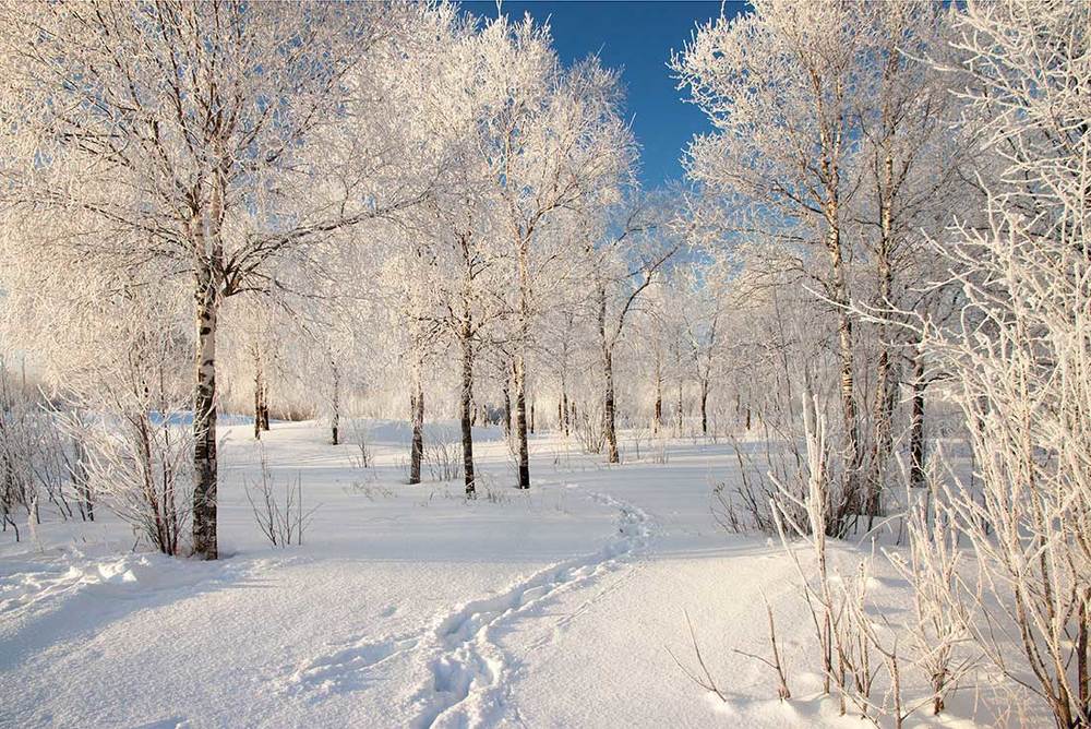 Тропинки зимы