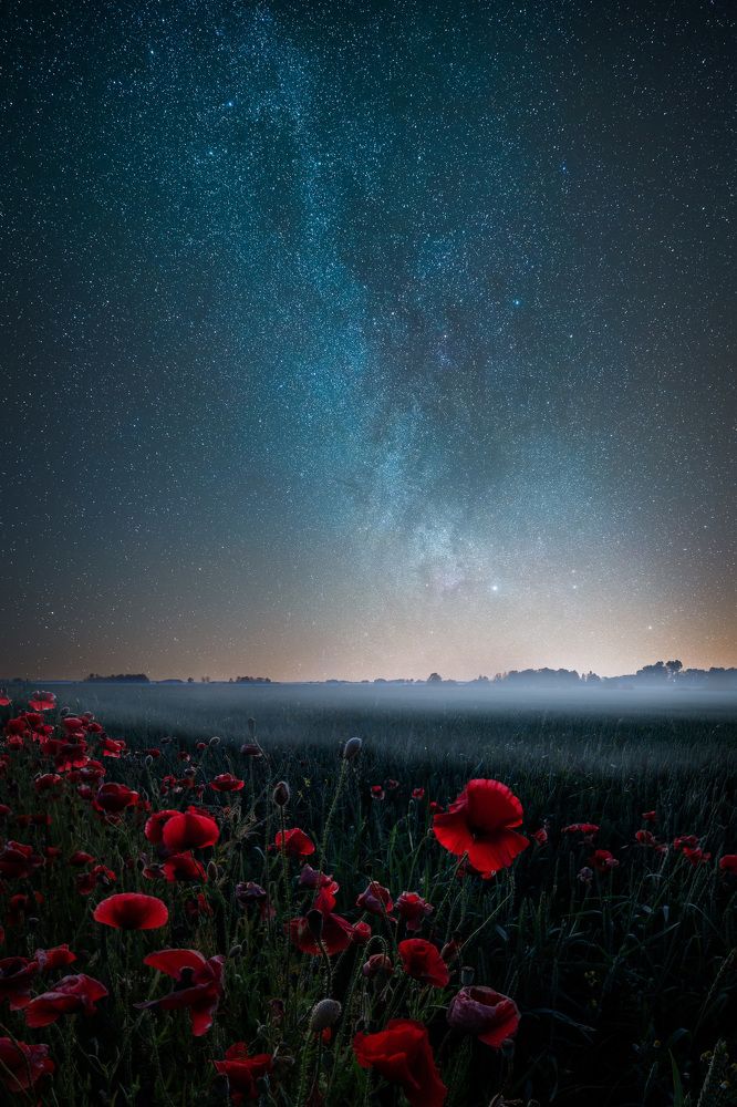 Poppies at night