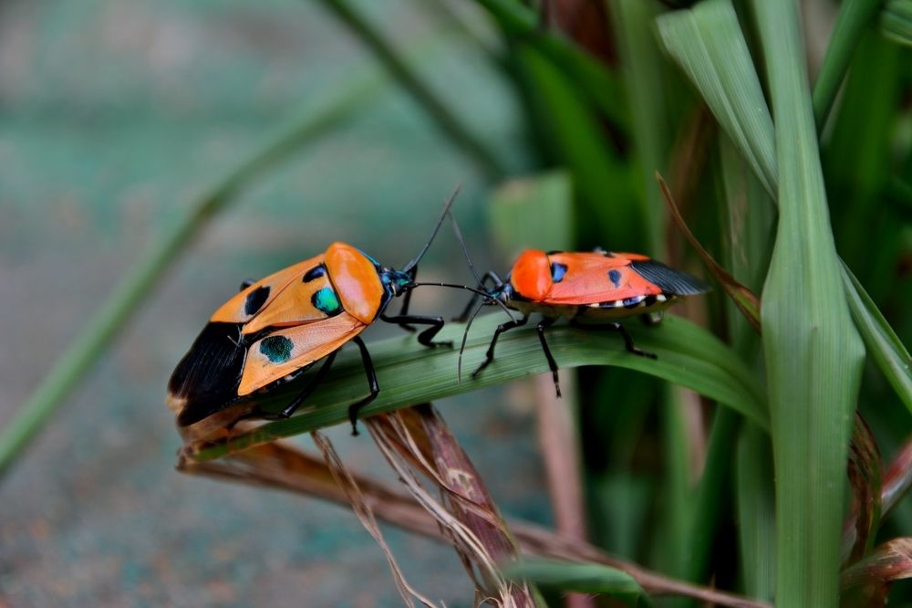 Jewel beetles