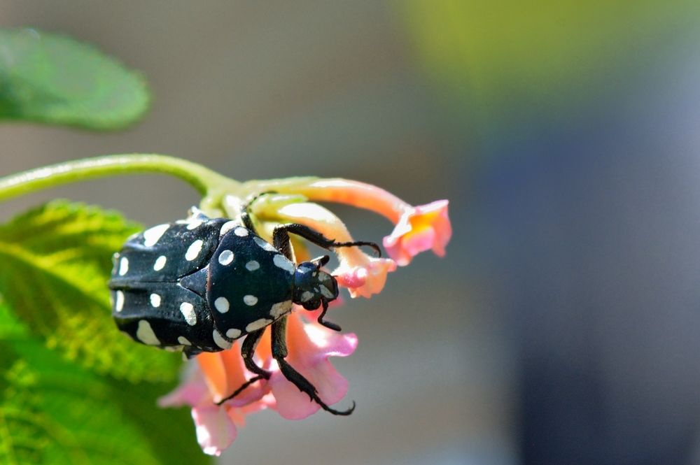 Whitespotted beetle