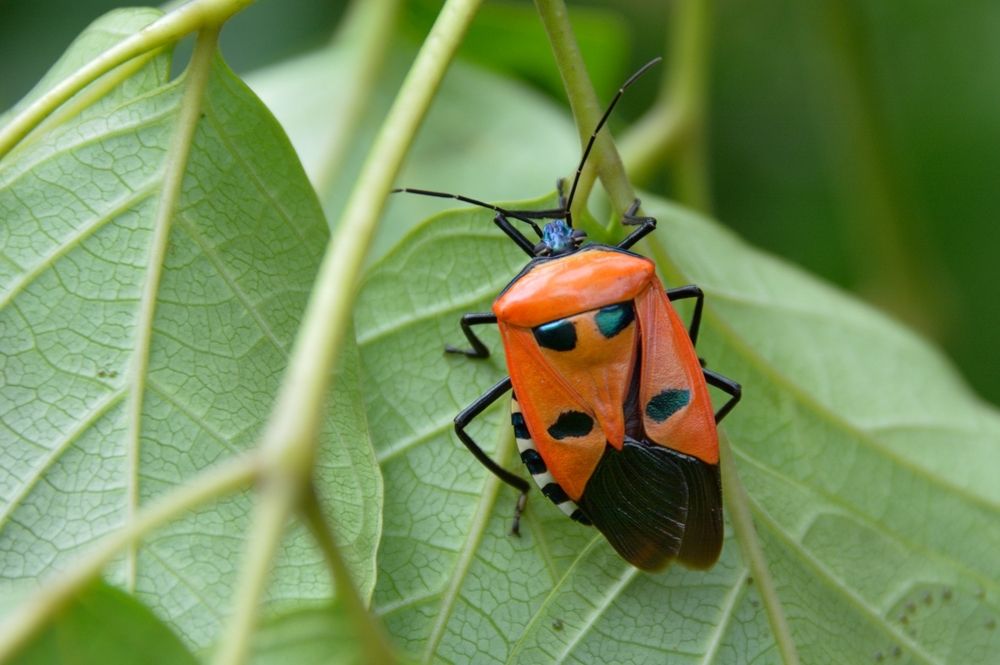 Four spotted jewel beetle