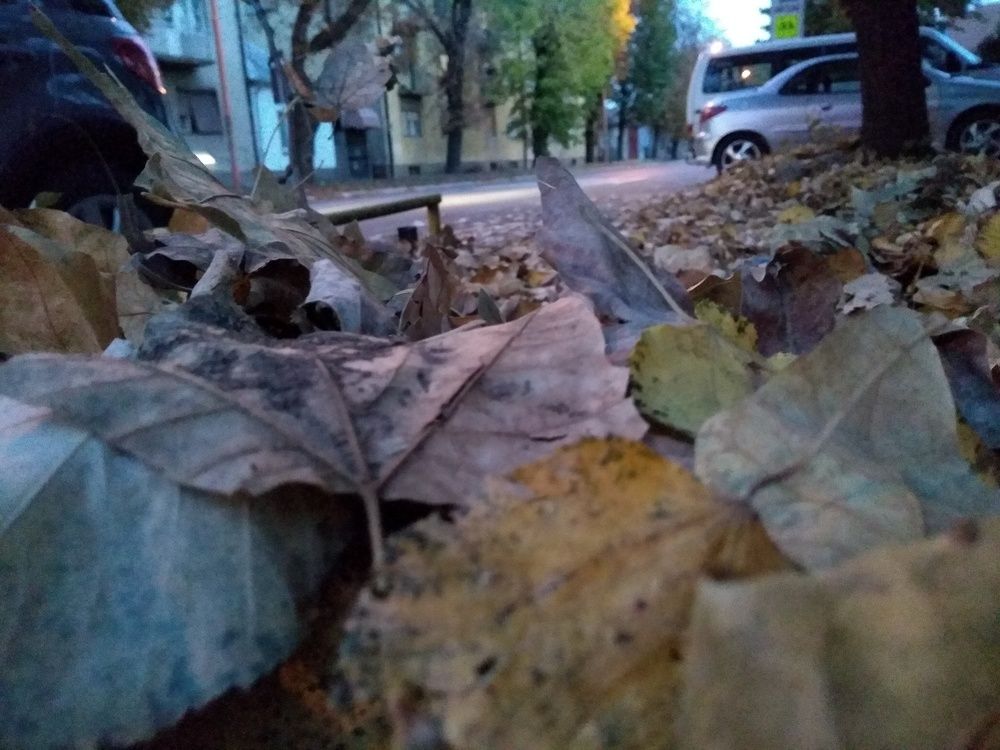 The colors of autumn leaves