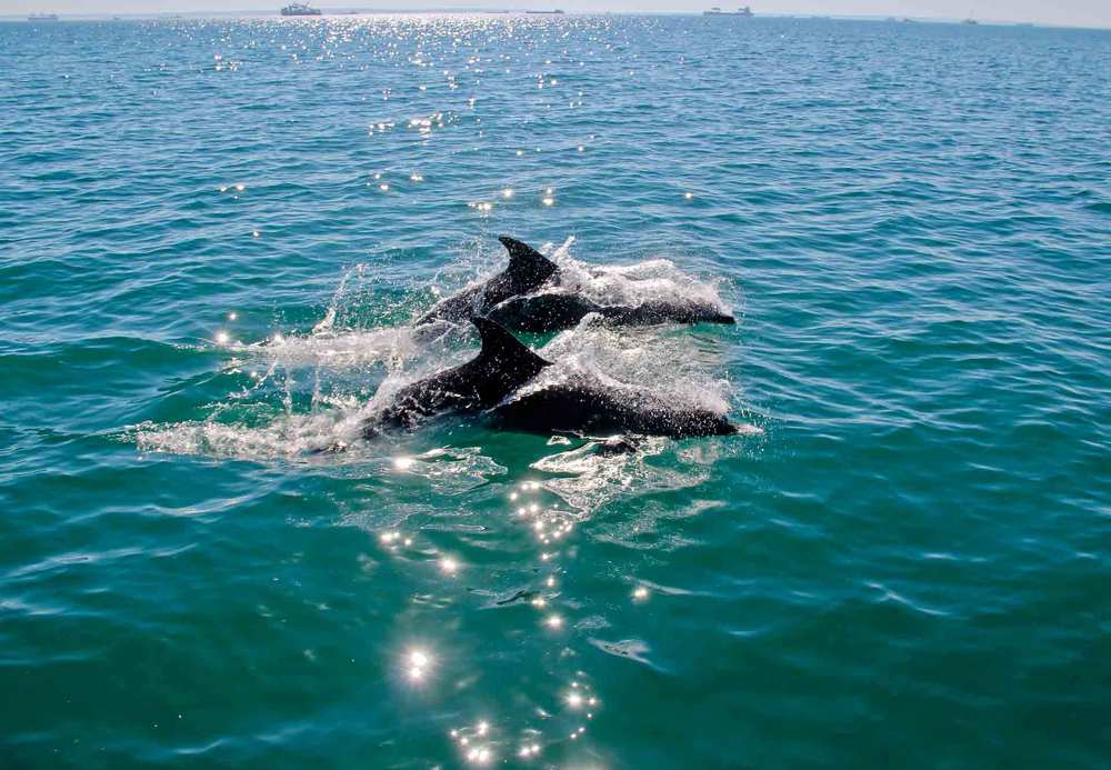 Летя над волной...