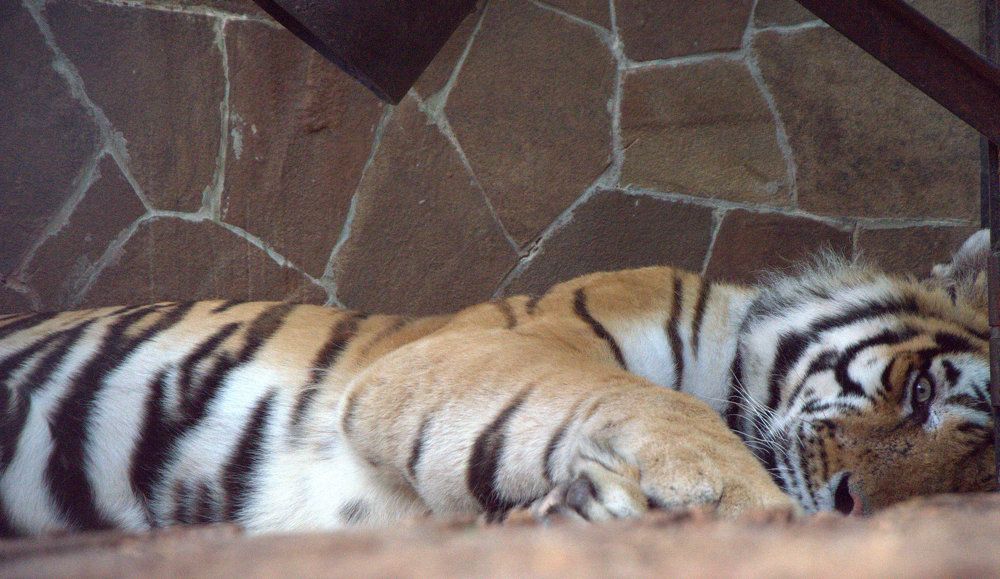 Котейка на отдыхе