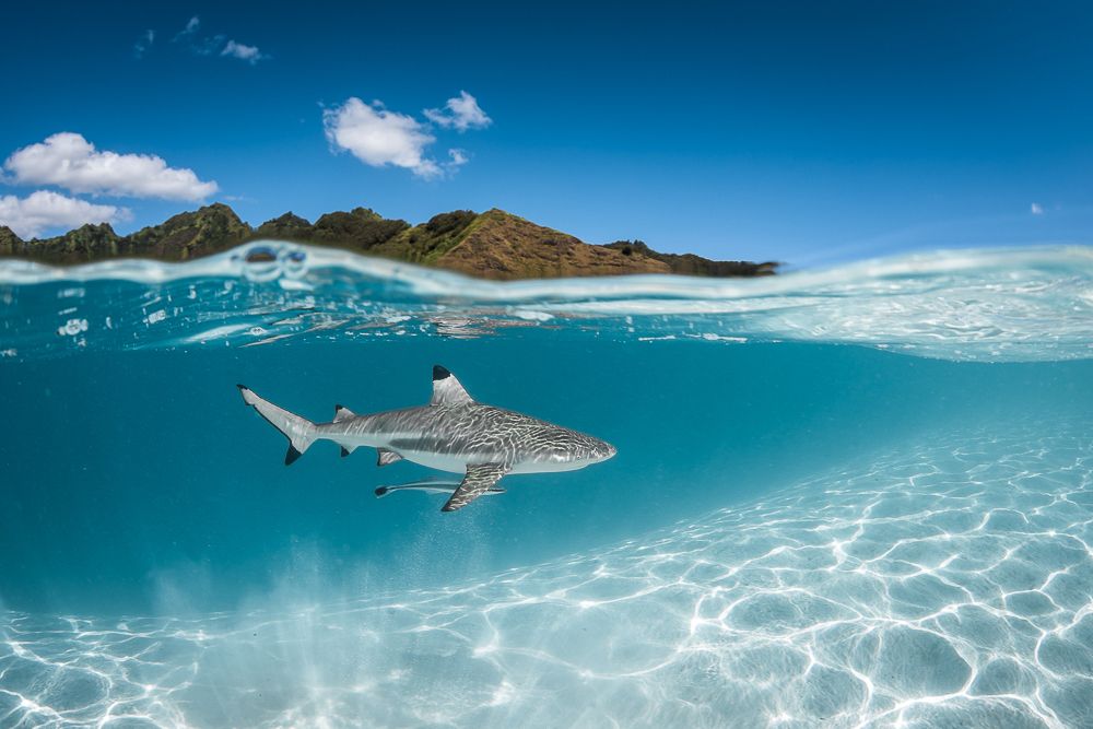 Black tip on the white sand