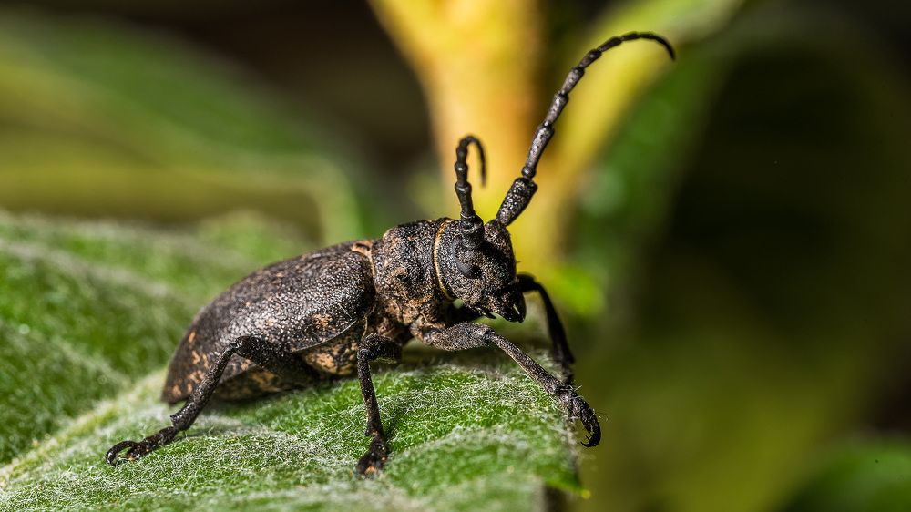 Пушистый на пушистом