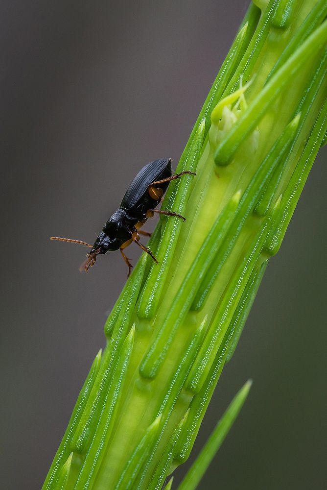 Ориентация