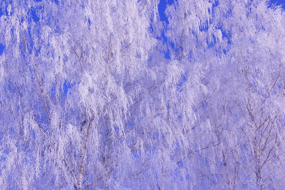 Северная бахрома