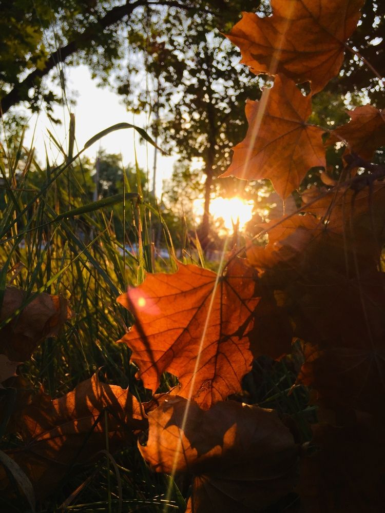 Листок