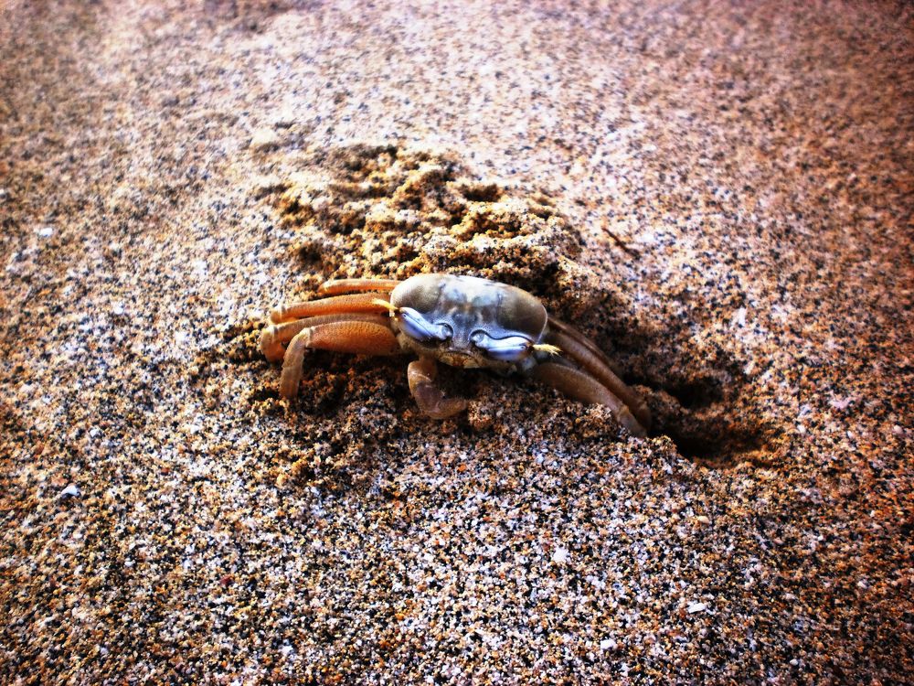 Crab