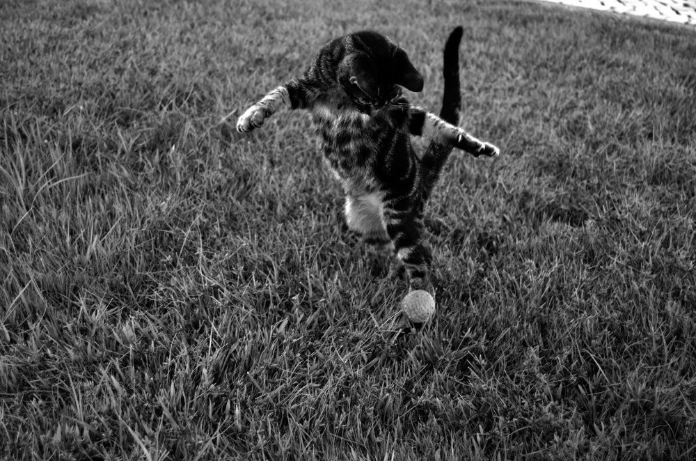 Pretty cat with the ball