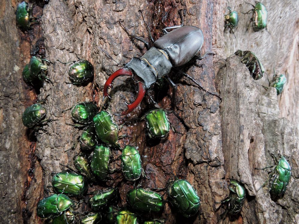 Обеденный перерыв