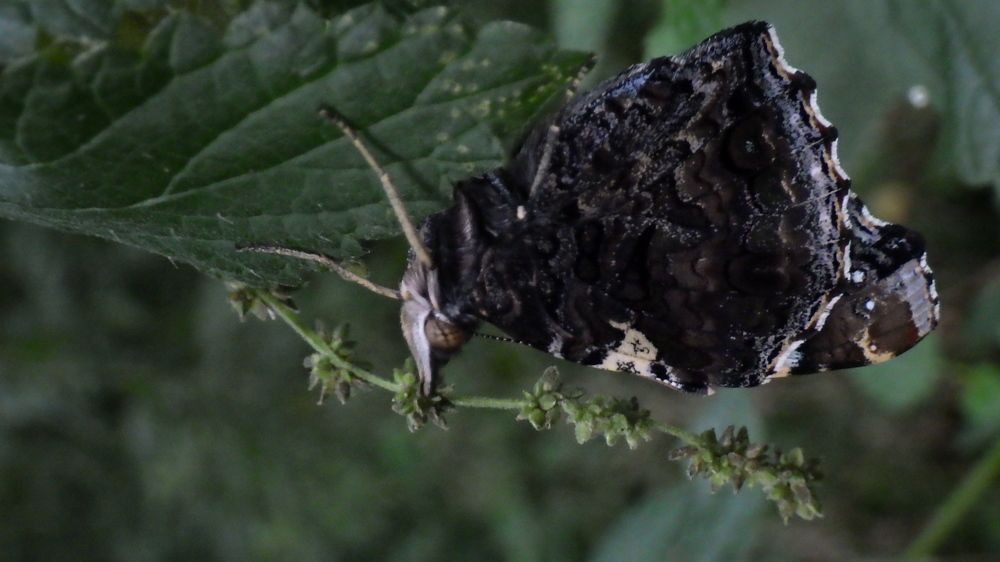 Фотография автора Vitalii Neborak