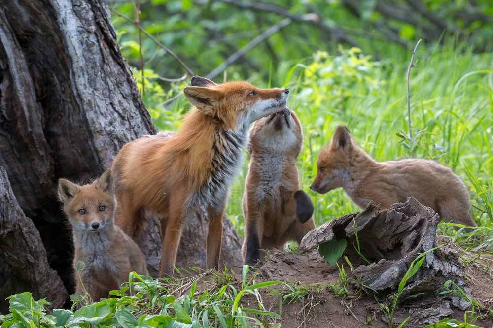 Лисье семейство