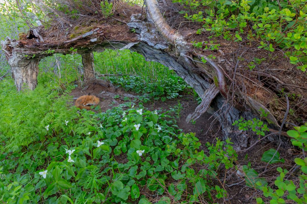 Сладкий сон
