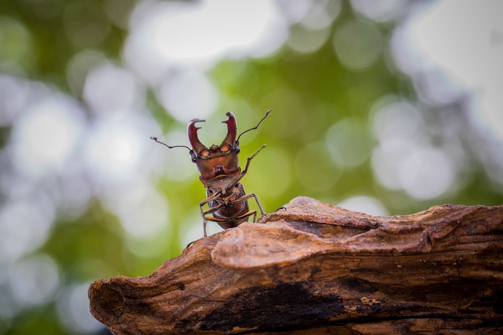 The king is coming back