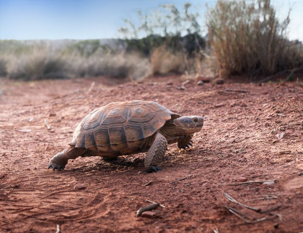 Sonoran Desert Tortoise