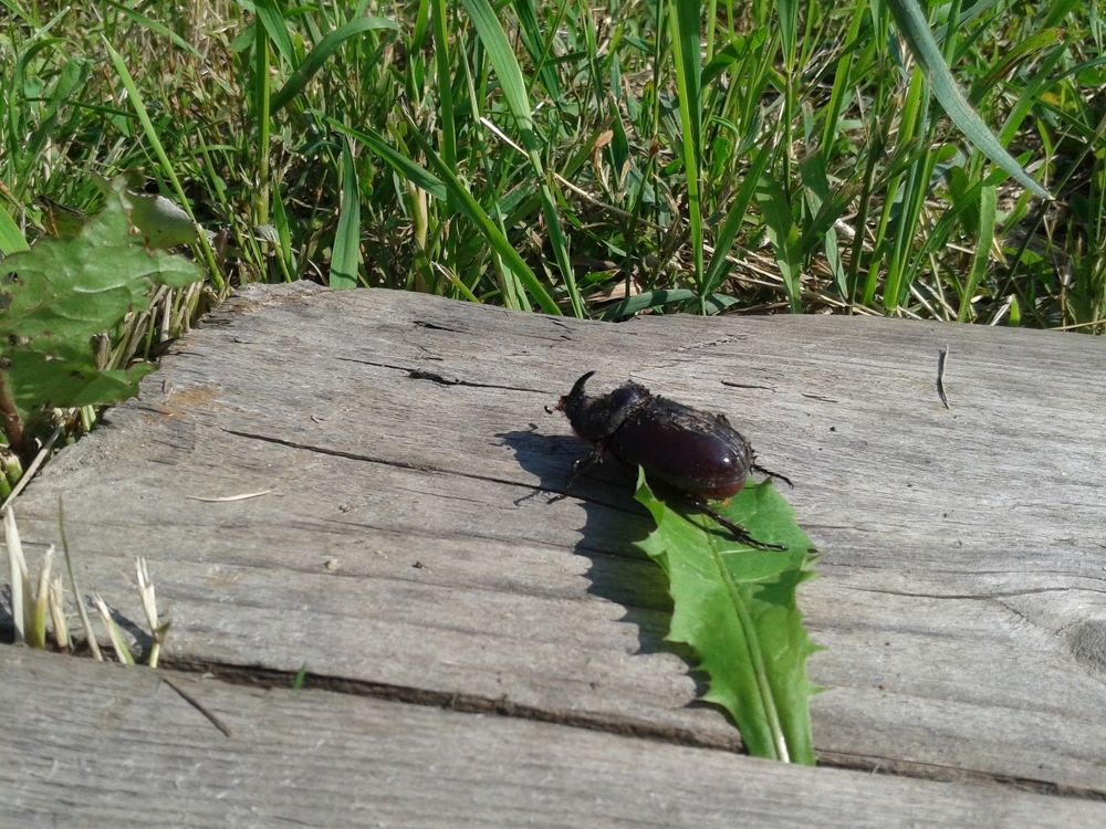 Жук-носорог