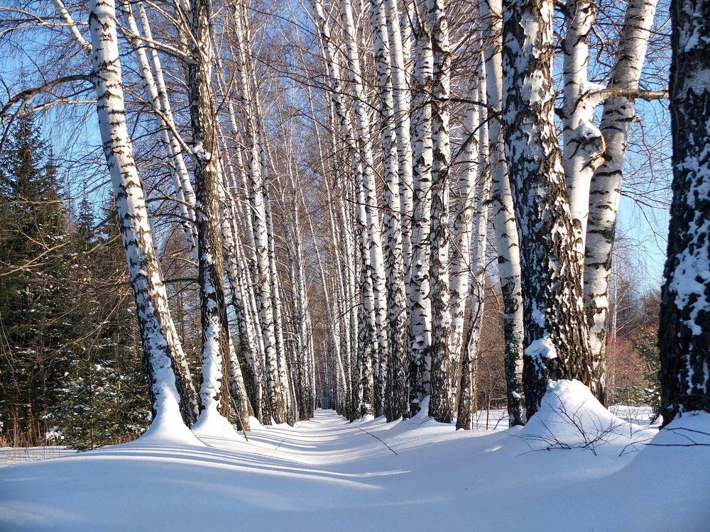 Сквозь тишину берёзовой аллеи...