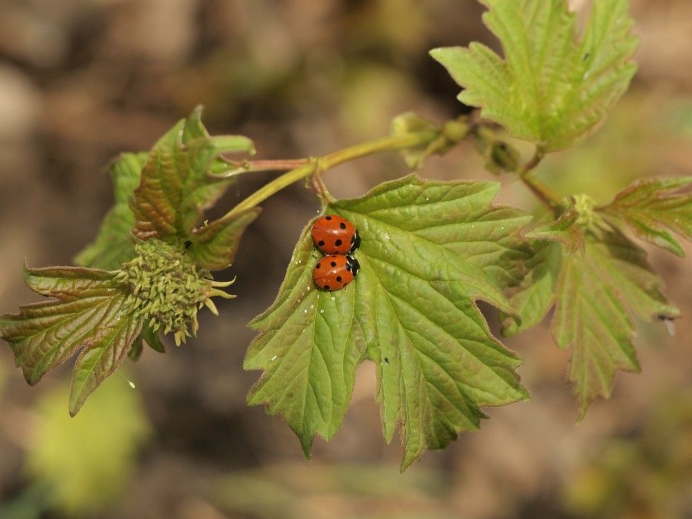 Давай пожужукаем