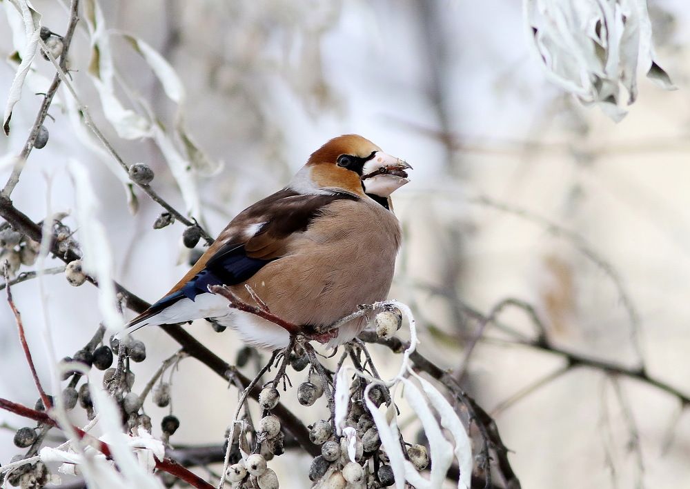 Голодный дубонос