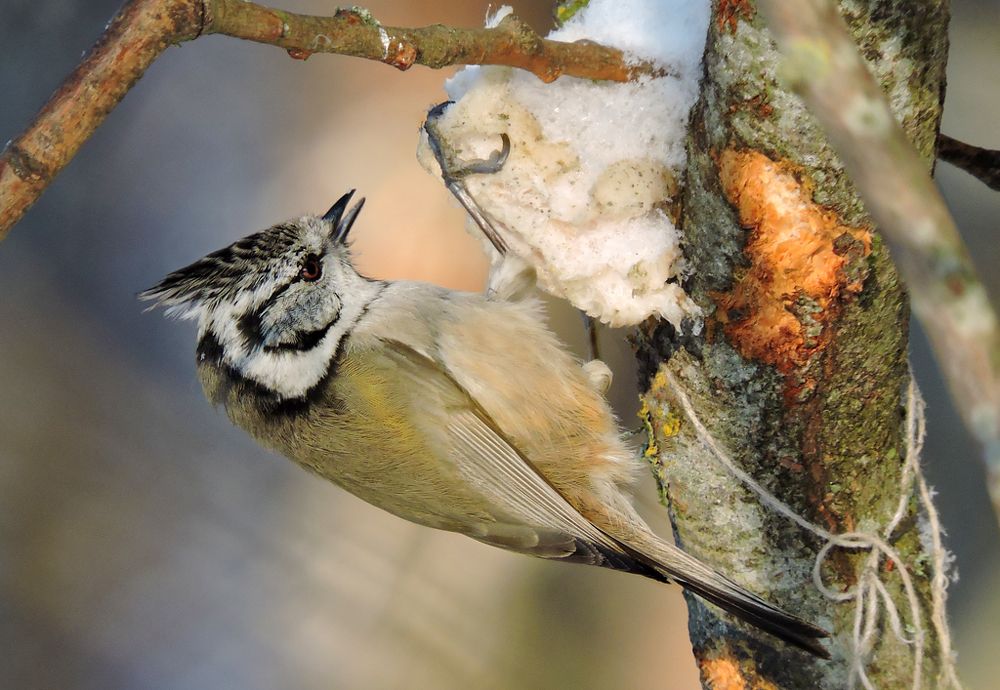 Гренадёрка, хохлатая синица