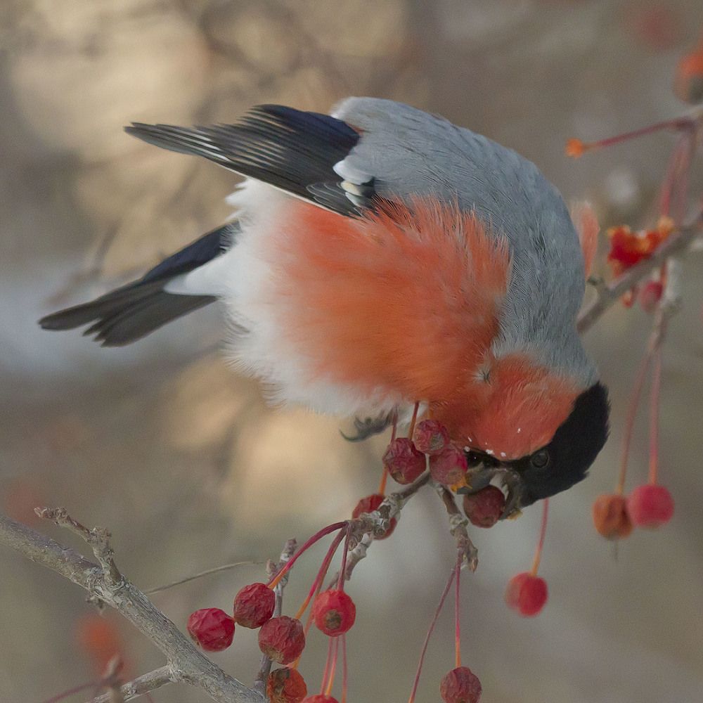 О яблочках спелых