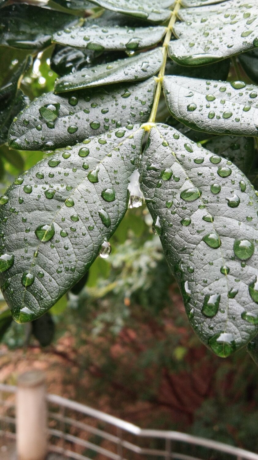 Rain drops