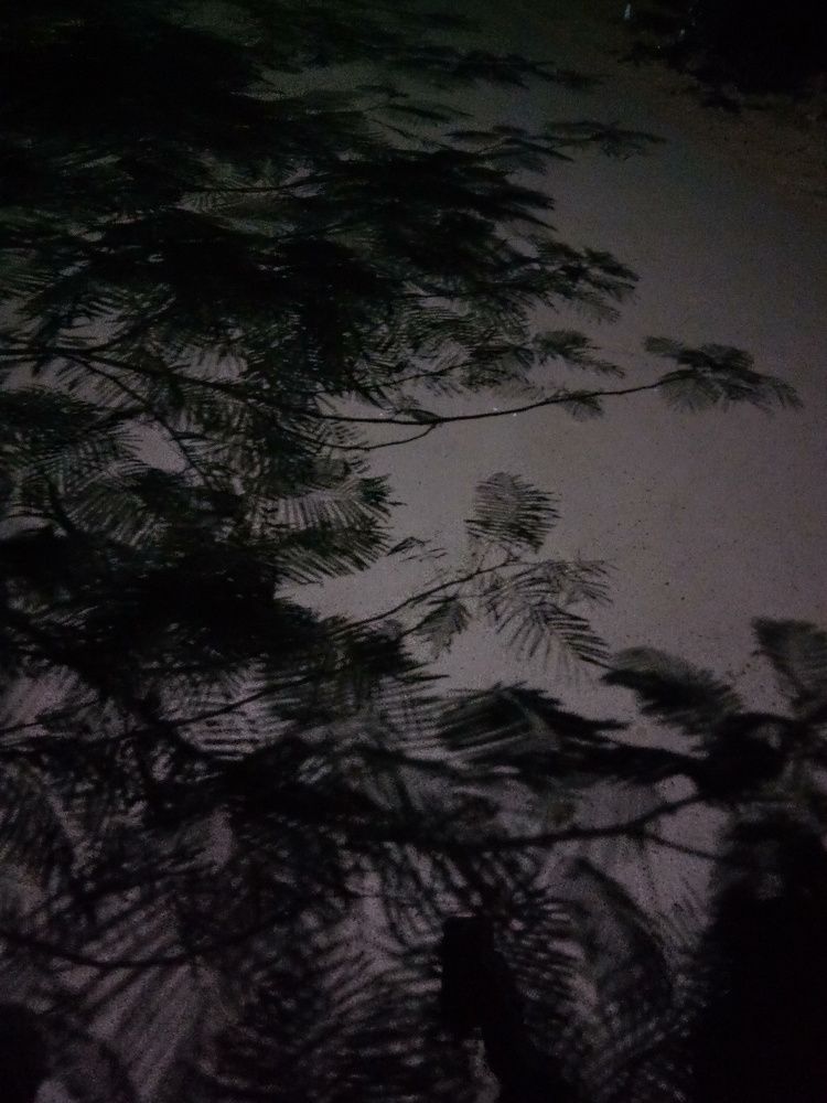 Tree shadow