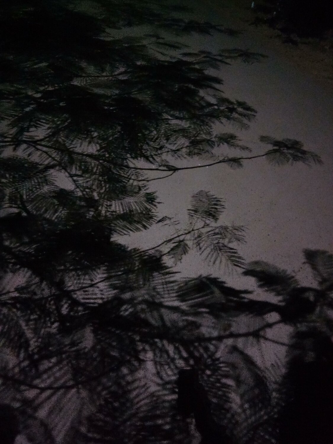 Tree shadow