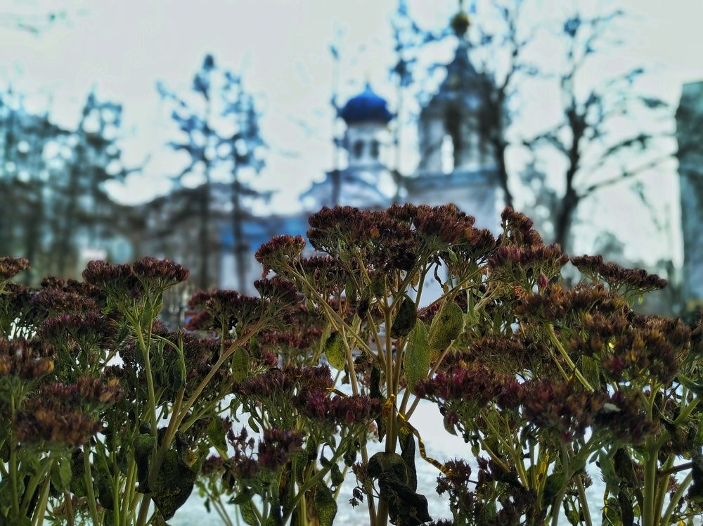 Зимние виды