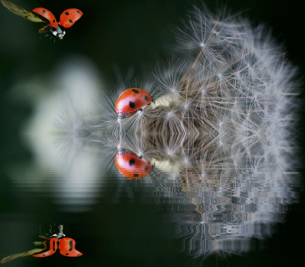 Photograph by Татьяна Пименкова