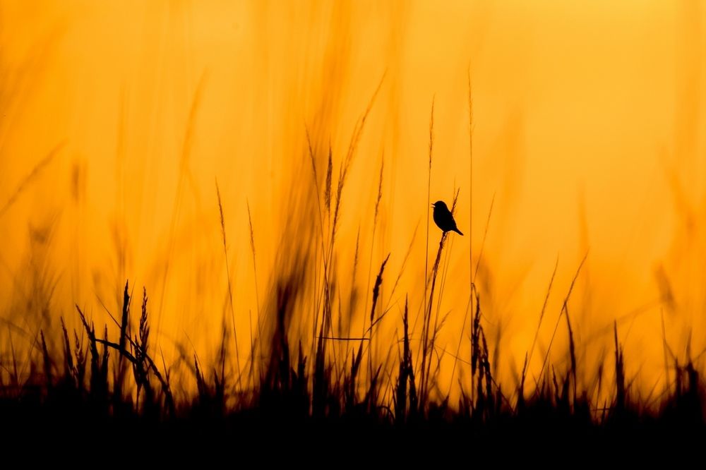 Летний вечер