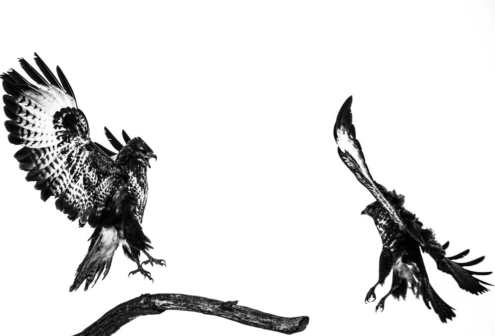 Buzzards in fight