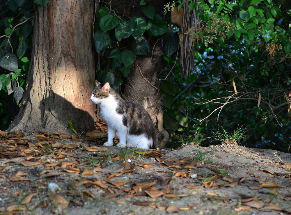 Кот и его тень