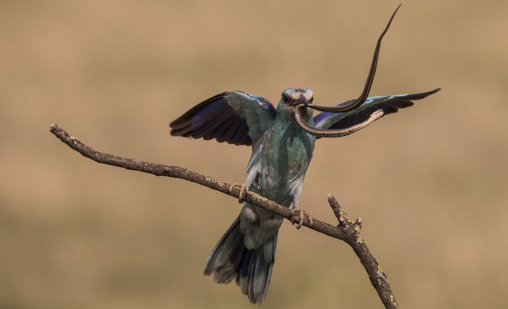 Roller having dinner